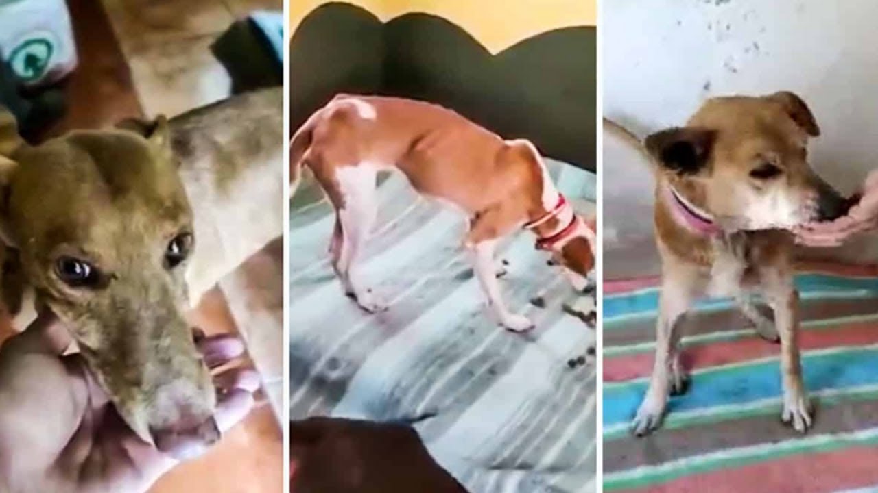 Primeras im&aacute;genes de los perros 