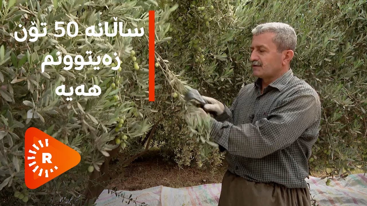 باخی زەیتوون لە هەڵەبجە. 