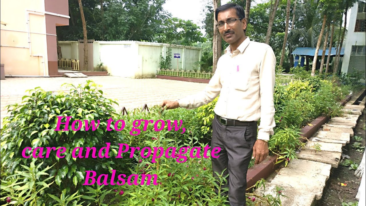 How to grow and care Balsam/Gulmehndi,  A to Z Process.