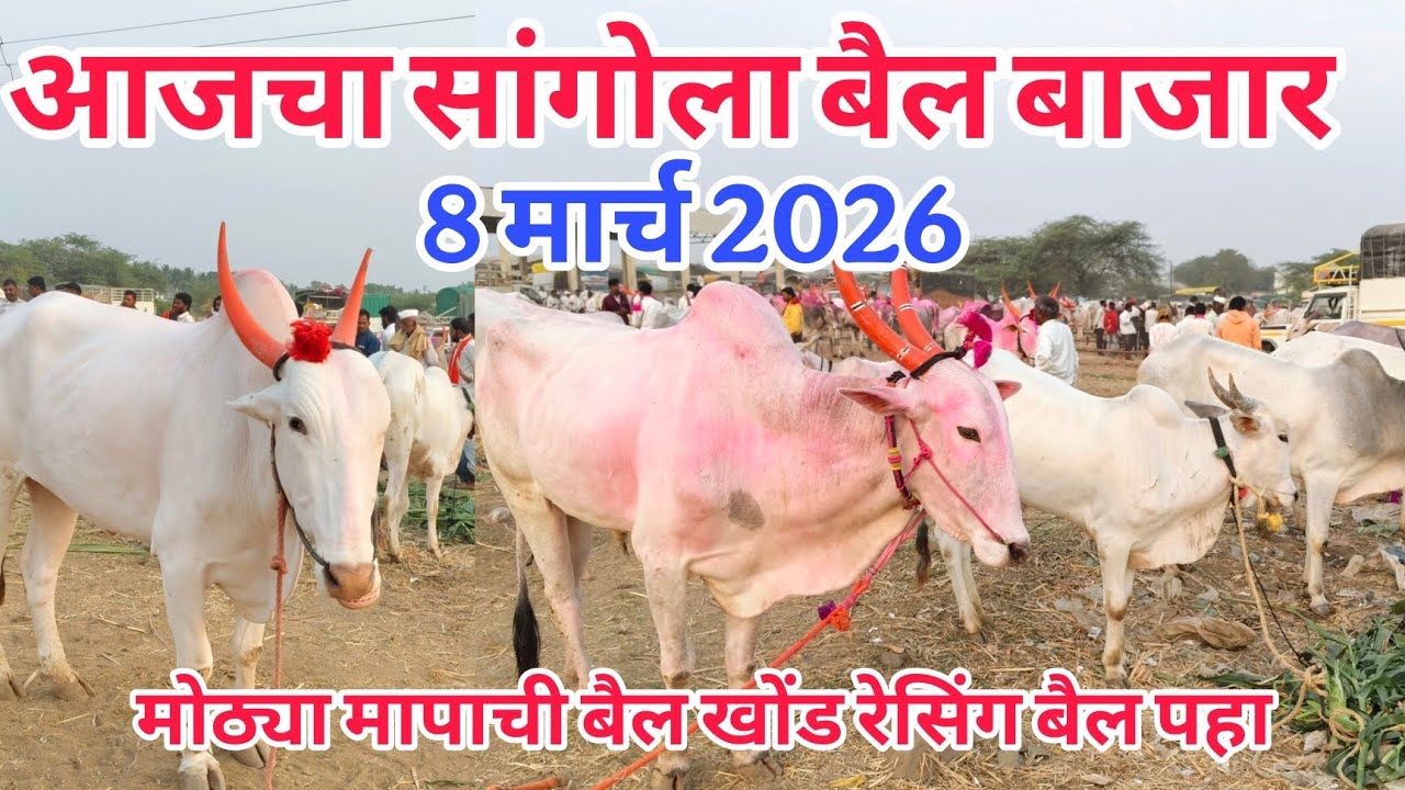 आजचा सांगोला खिल्लार बैल बाजार 8 मार्च 2026 #khillar_bajar #खिल्लार_गाई_बाजार #sangola_bazar 