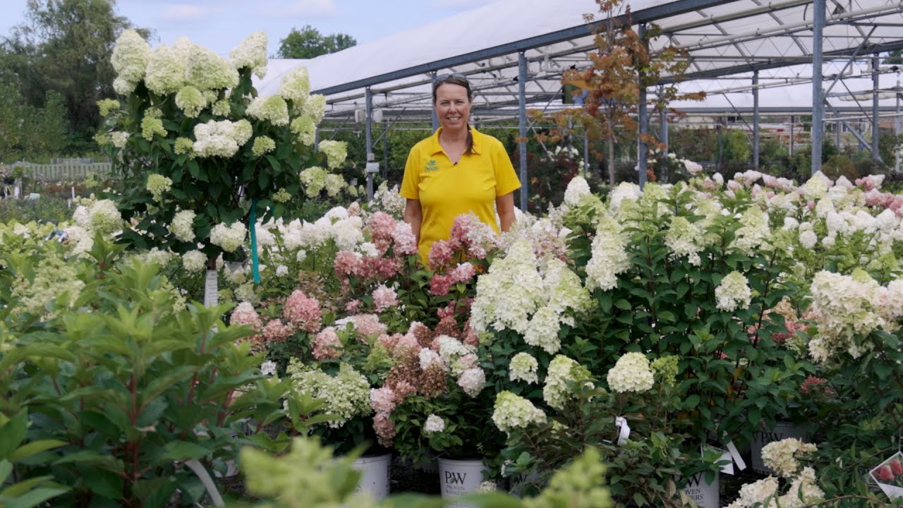 PETITTI Panicle Hydrangeas | Grow For Cut Flowers, Pollinators, & Fall Color