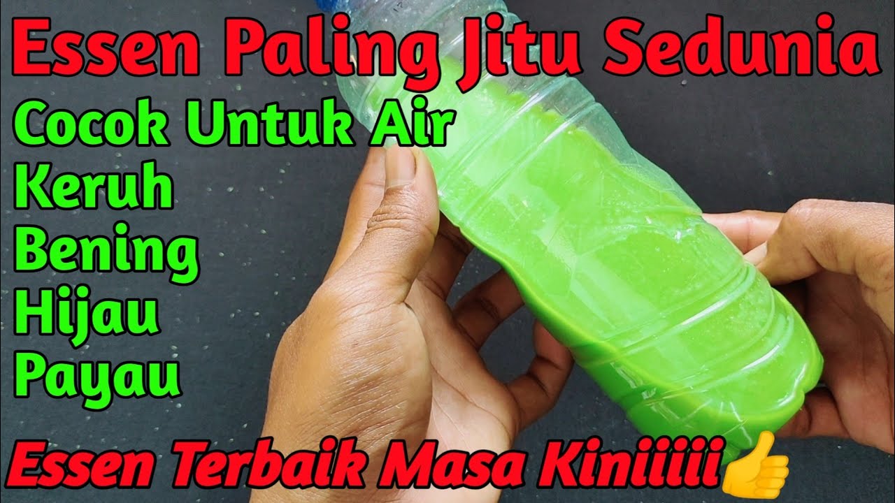 Racikan Essen Ikan Mas Terbaru Di Tahun 2021 Paling Jitu Sedunia/Essen Terbaik Masa Kini