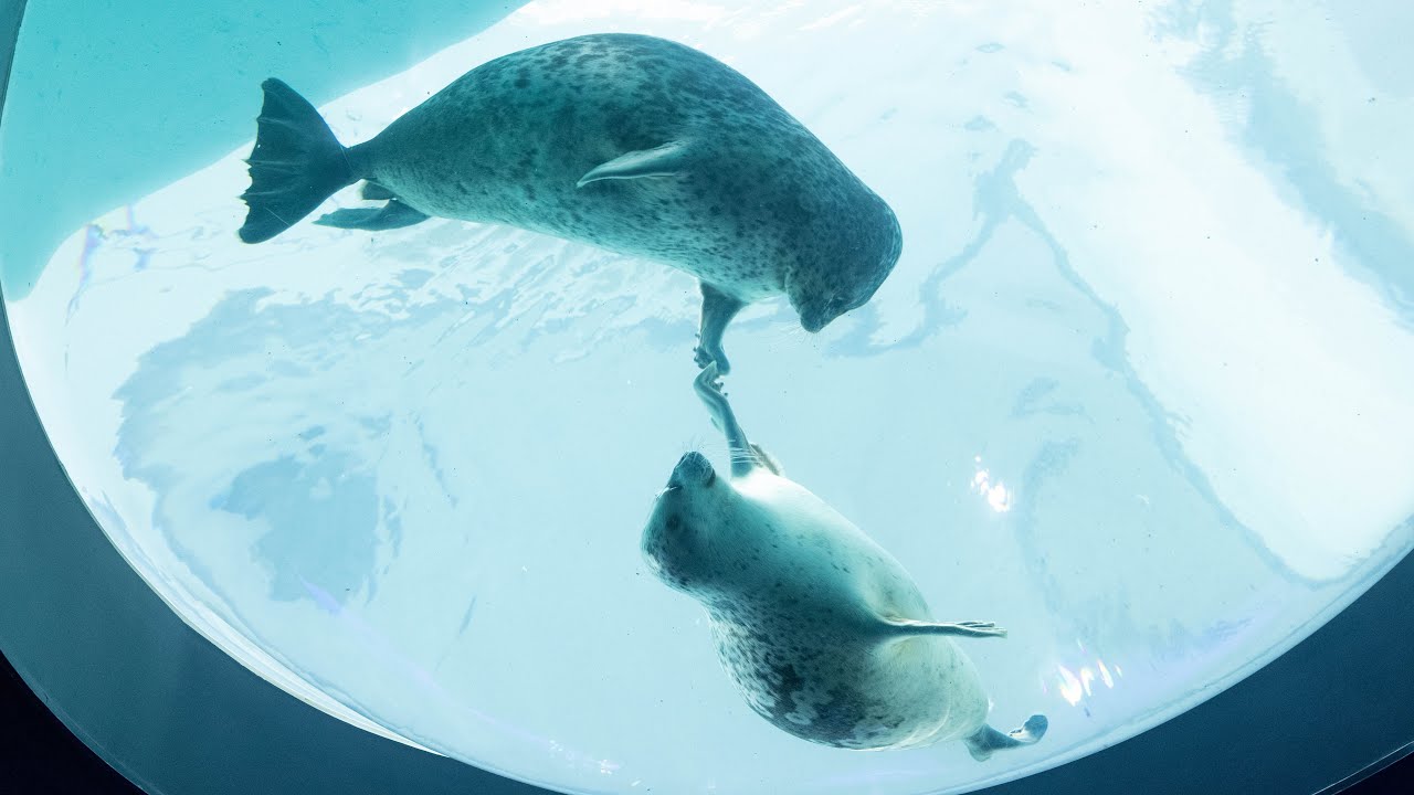 【まるすぎるアザラシ】 アラレちゃんが気になるユキちゃんと一人でまったりしたいアラレちゃん （Ringed seal / Arare and Yuki）