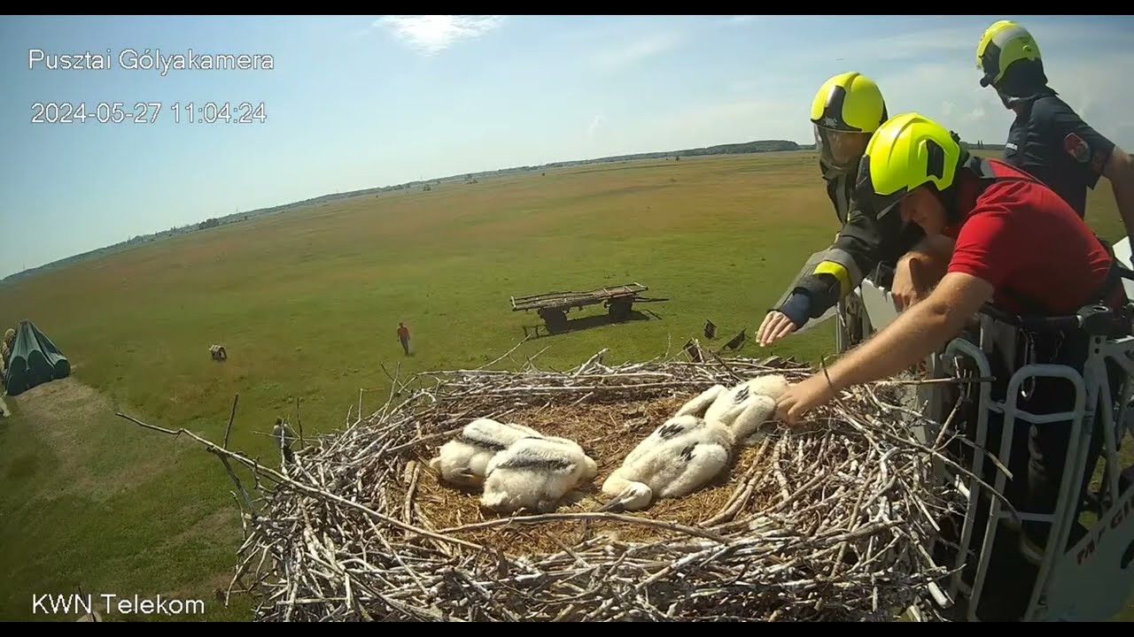 Kocsér p., HU    Stork lives saved by firefighters !!!         2024.05.27.