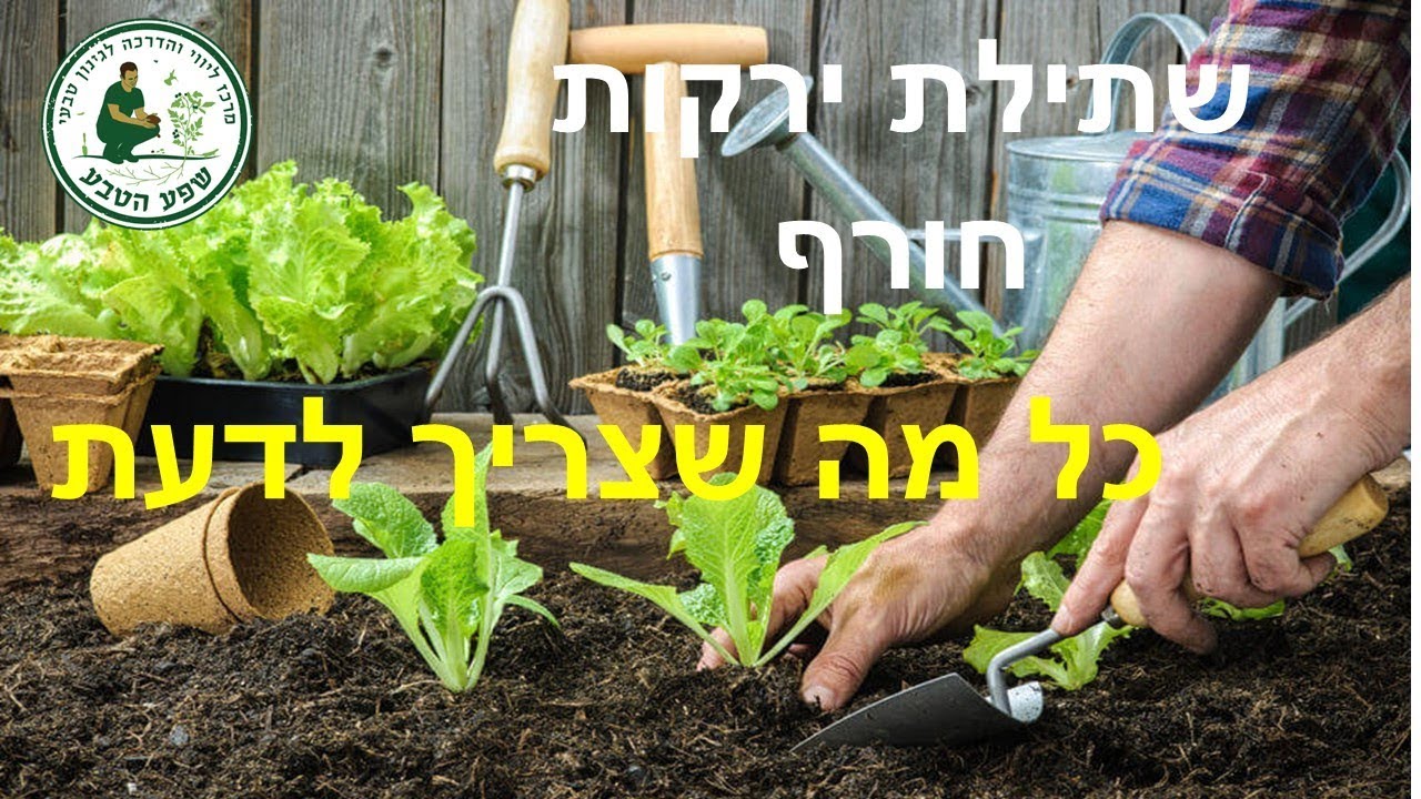 שתילת ירקות חורף: כל מה שצריך לדעת
