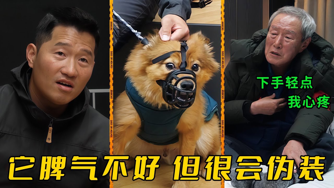 狗把路人嚇摔賠了3000萬，主人卻覺得沒有問題，反倒斥責訓犬師下手太重