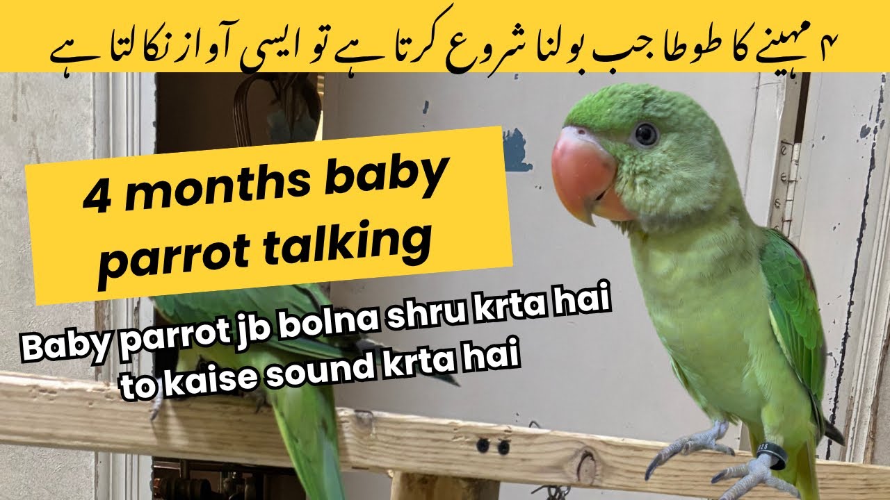 4 months baby parrot talking video #talkingbird #talkingparrot #birds #babyparrot #alexanderparrot