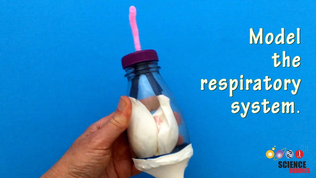Explore How we Breathe | STEM Lesson Plan