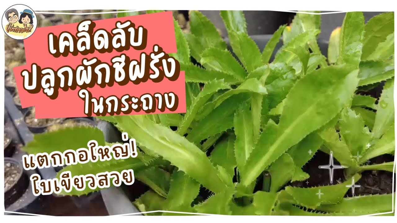 เคล็ดลับ ปลูกผักชีฝรั่งในกระถาง ด้วยวิธีปักชำ แตกกอใหญ่ ใบเขียวสวย #ย่าปลูกอะไร Ep56