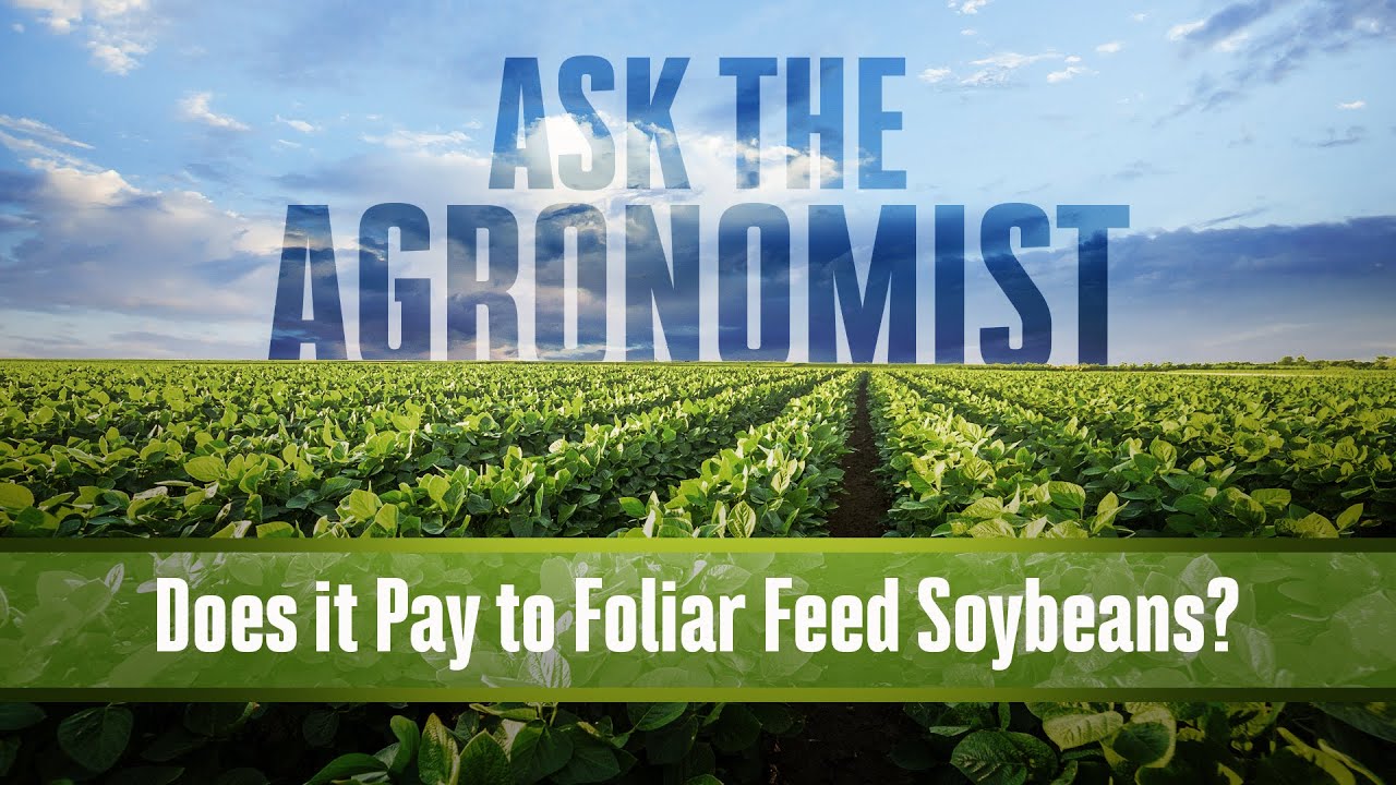 Ask the Agronomist Does It Pay to Foliar Feed Soybeans