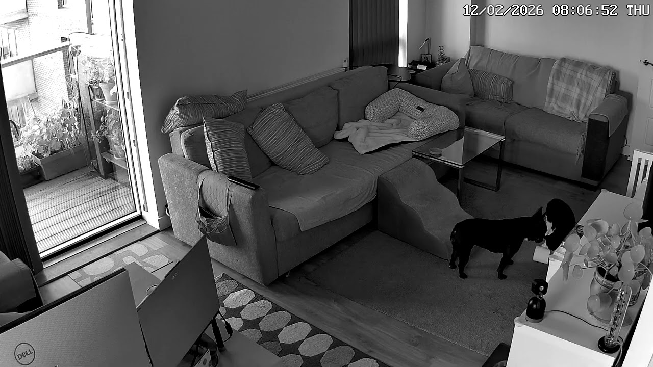 Well behaved Frenchie vs Toilet Paper Bandit