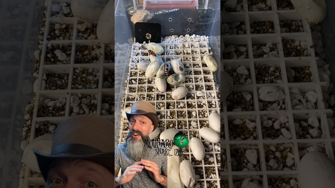 🐍Высиживать их было так весело!🧪 #hognose #molinarosnakelab #diy #python#snakebreeder #snakeeggs