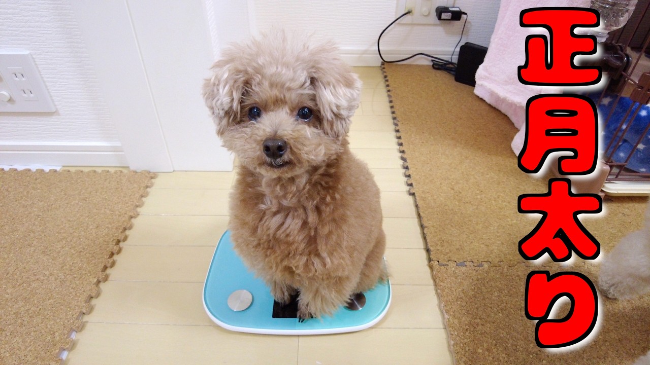 「太った？」と最近言われるので愛犬の体重を計ってみたら…【トイプードル】