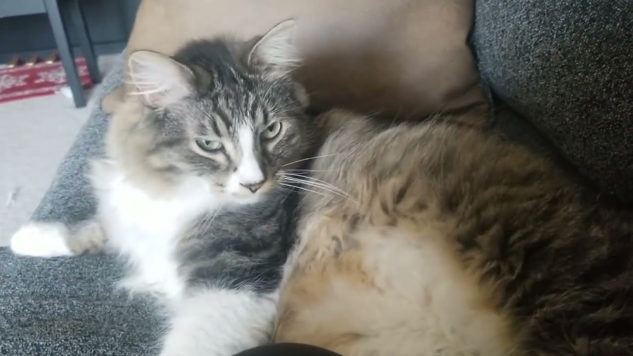 Loki Resting on the Couch