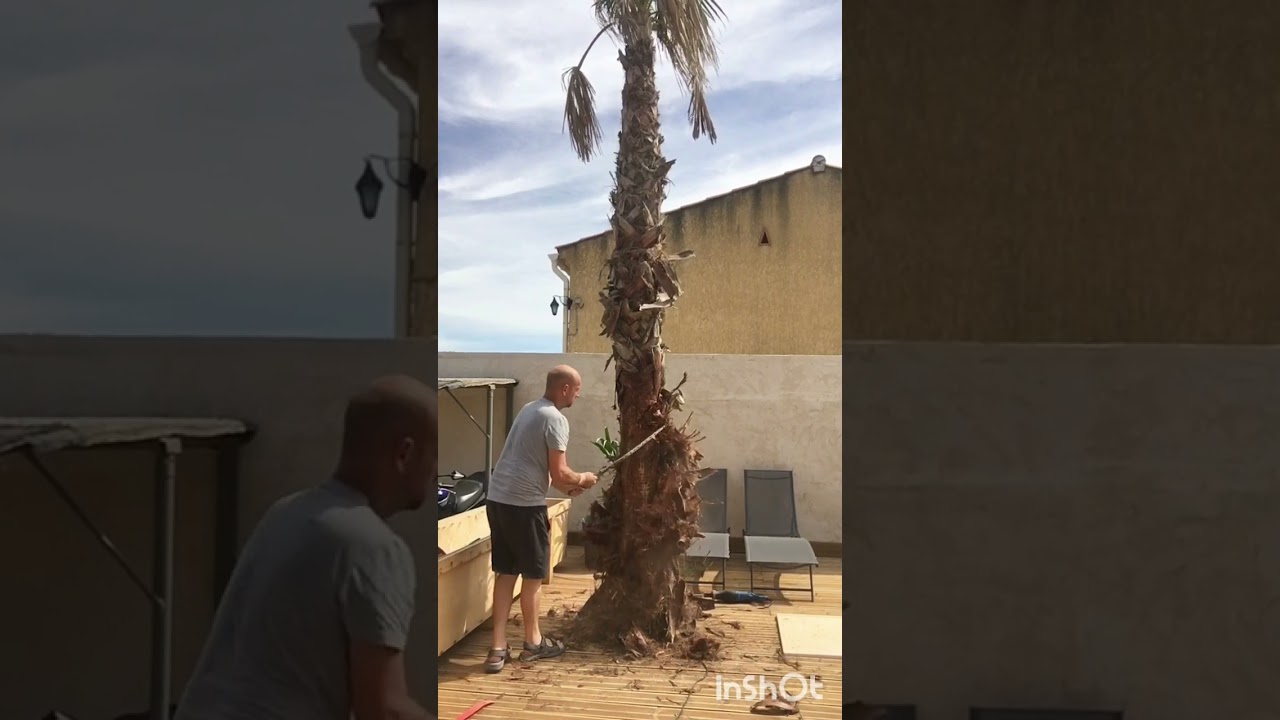 Ecorcé un palmier#technique mck30system 🤟