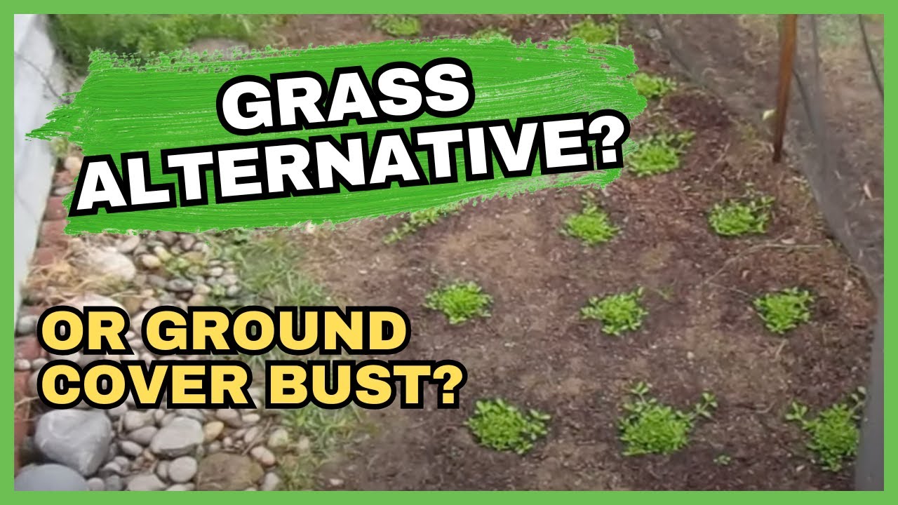Kurapia Ground Cover Test - Success or Failure?
