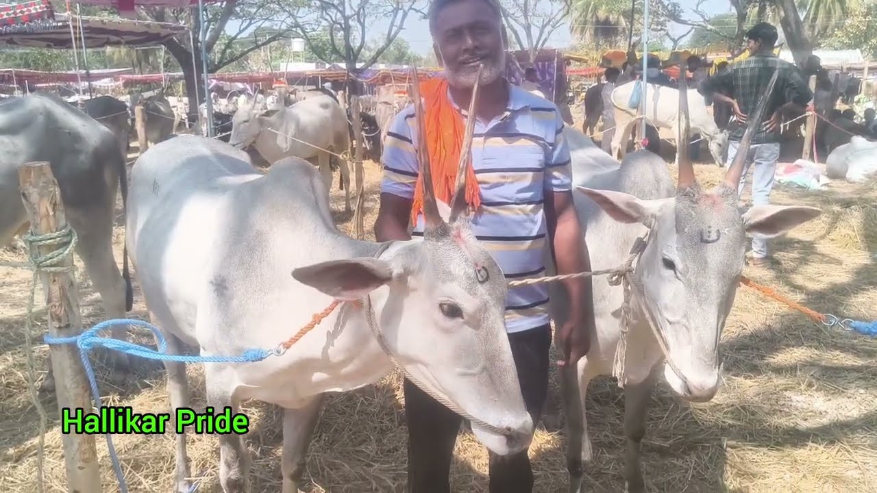 ಹಳ್ಳಿಕಾರ್ ಹಸುಗಳು| #topquality #hallikarcows #mandya #farming #viralvideo #hallikar #animals #cow