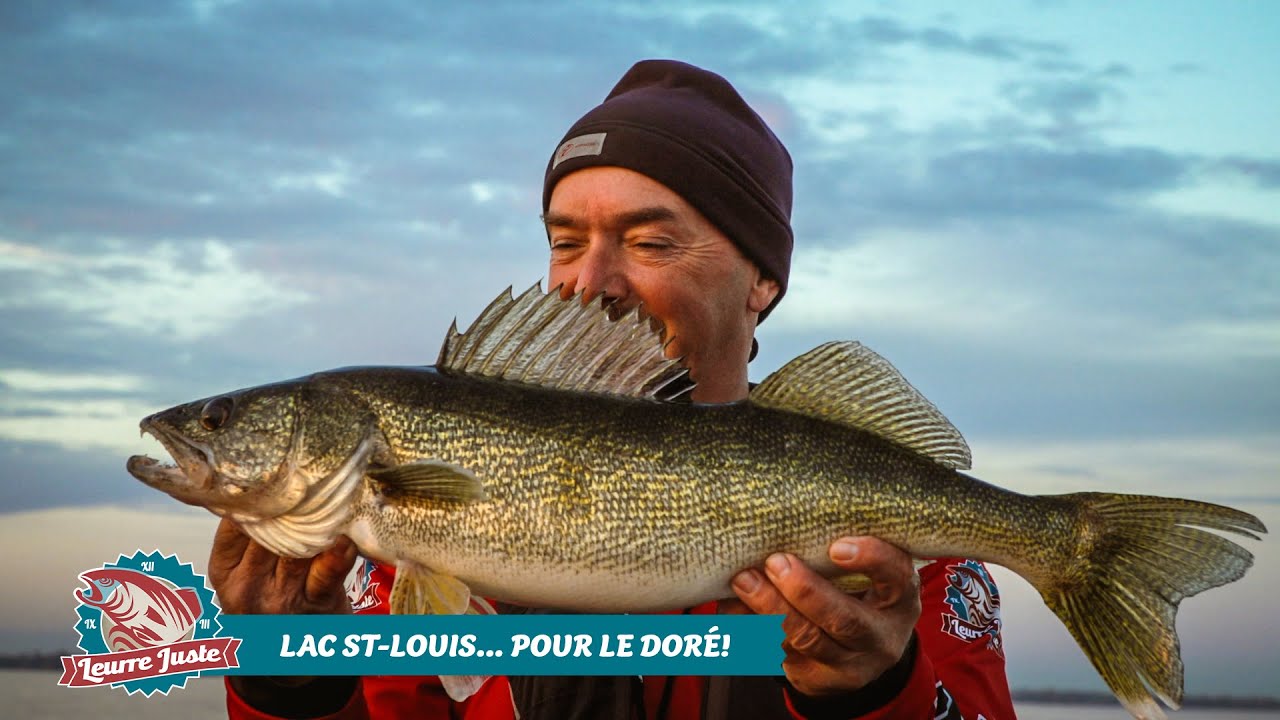 Leurre Juste S06E10 - Lac St Louis… pour le doré!