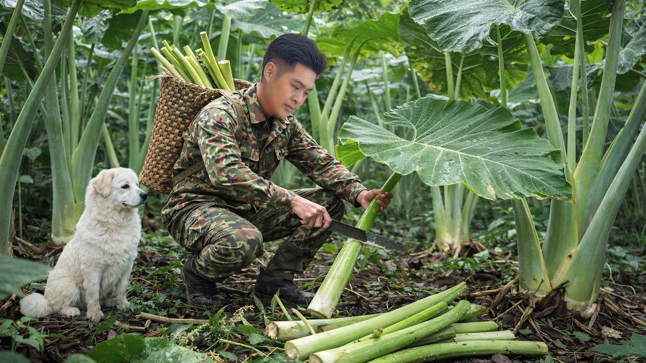 CEO Enters the Deep Forest Alone Harvests Giant Wild Taro Stems for Survival Food
