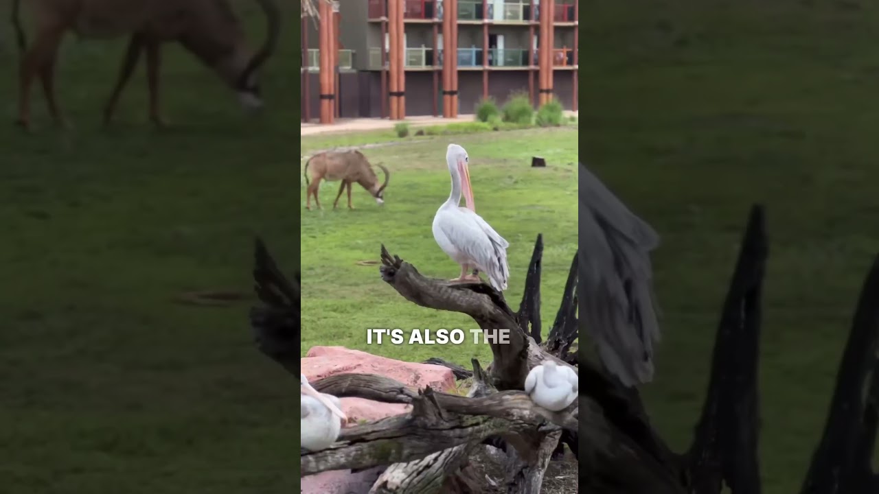 Do NOT Stay at Disney&rsquo;s Animal Kingdom Lodge Before Watching This! 🙅&zwj;♂️🚫🦒