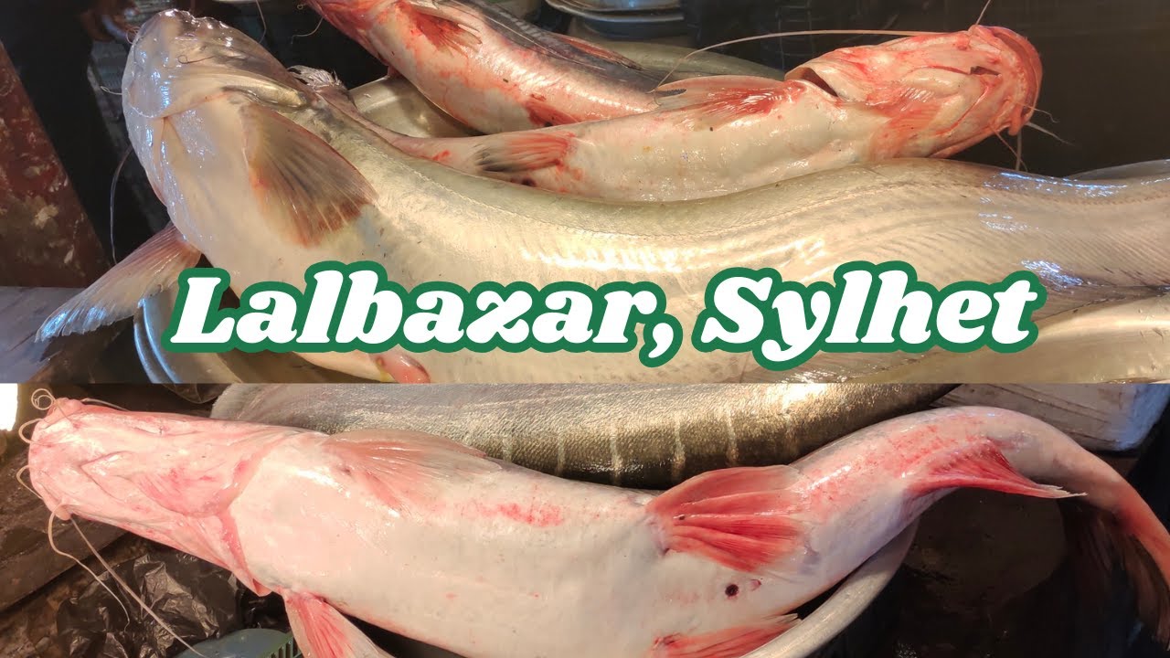 ছুটির দিনে সিলেট বন্দর বাজার লালবাজার মাছবাজার || Sylhet Bandar Bazar, Lalbazar Fish Market