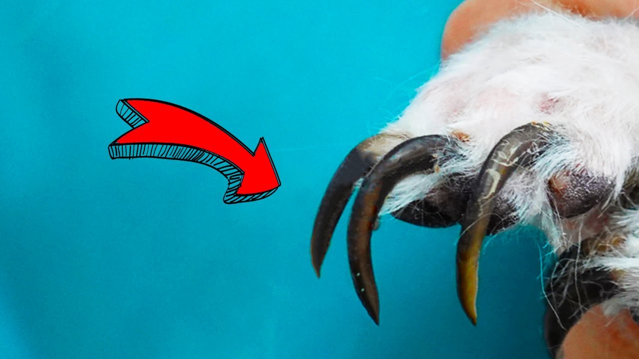 HUGE DOGS NAILS are PROBLEM!