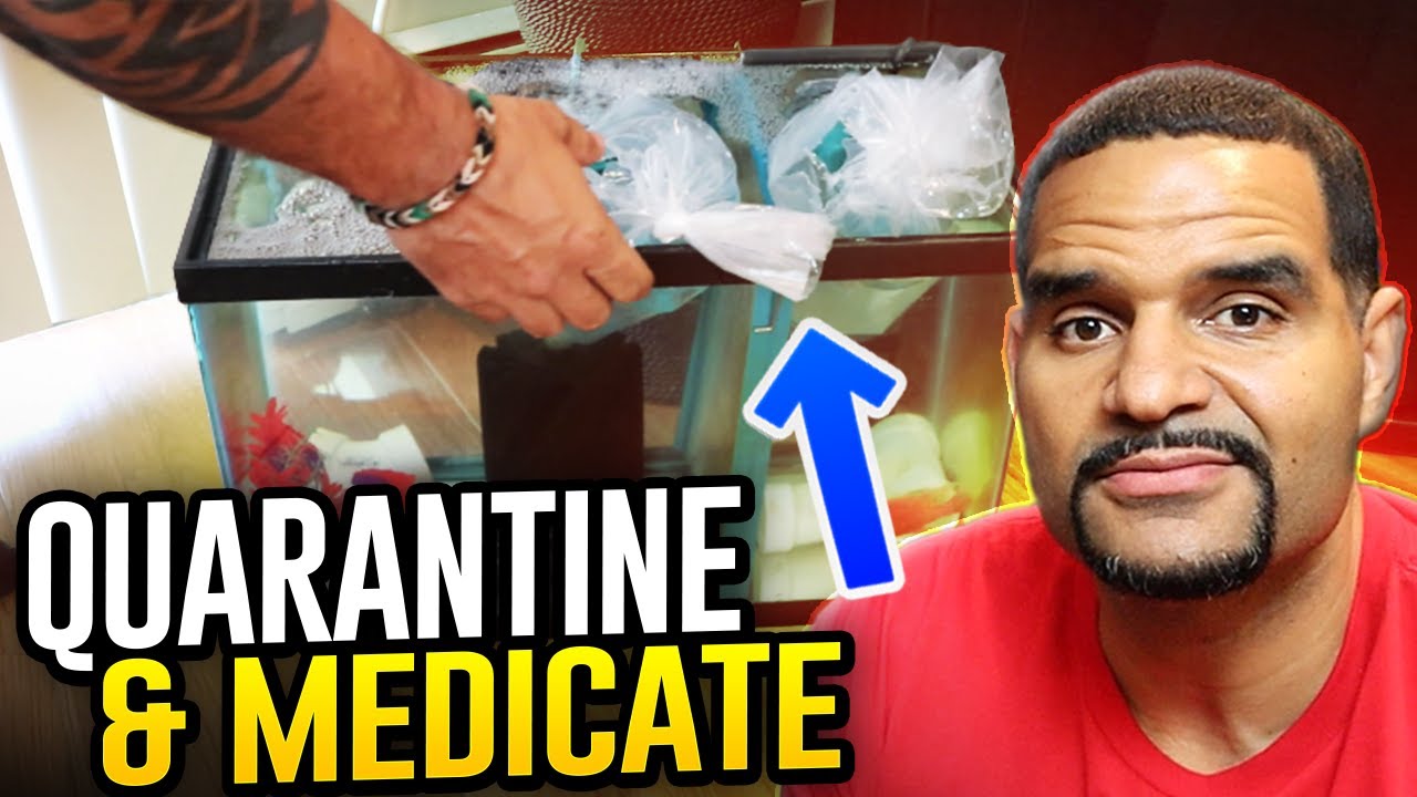Quarantine Your Fish - Why, How, and When To Medicate