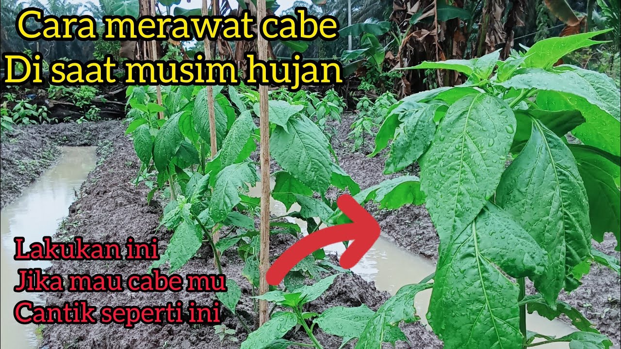 cara merawat cabe | cara merawat cabe di saat musim hujan #kebuncabai #cabemahal #caberawit