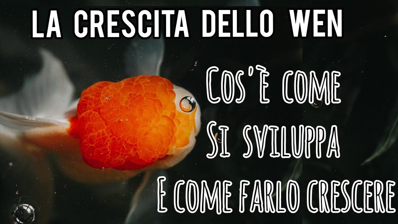 Il wen negli oranda: cos'&egrave;? come si sviluppa e come farlo in modo naturale