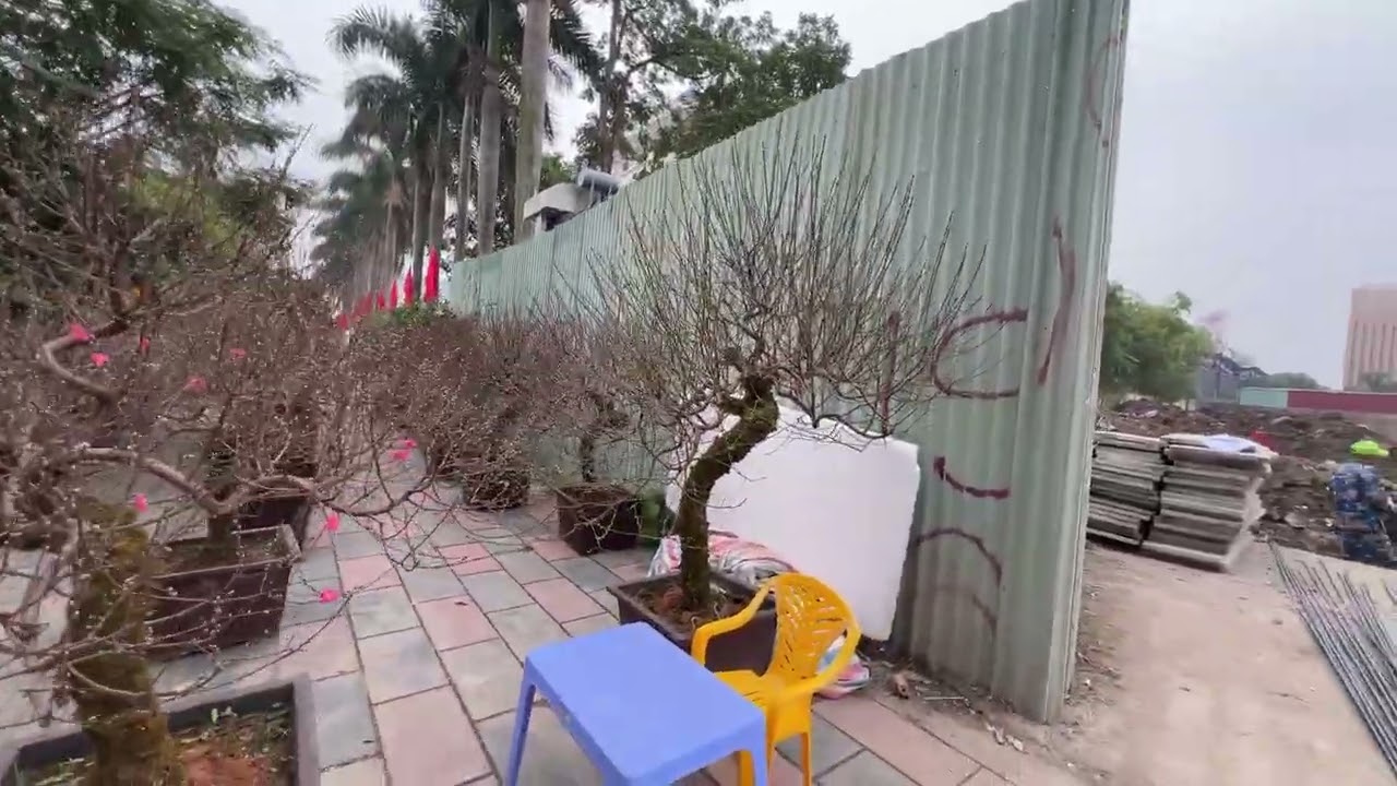 Hôm nay đi xem chơ xuân bán cam chanh bưởi và đào thế