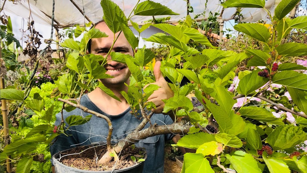 BONSAI DE SETE MESES ENORME E FRUTIFICANDO