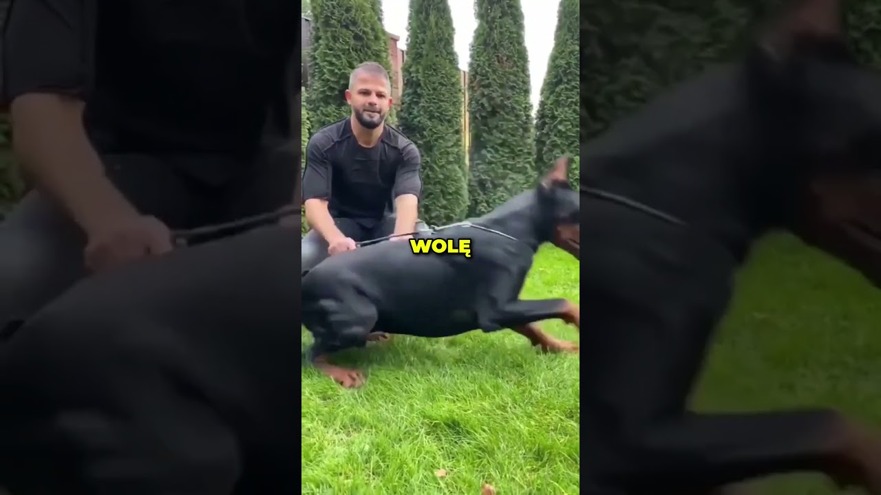 Najgroźniejsze rasy ps&oacute;w - Doberman -  Jak go szkolić?