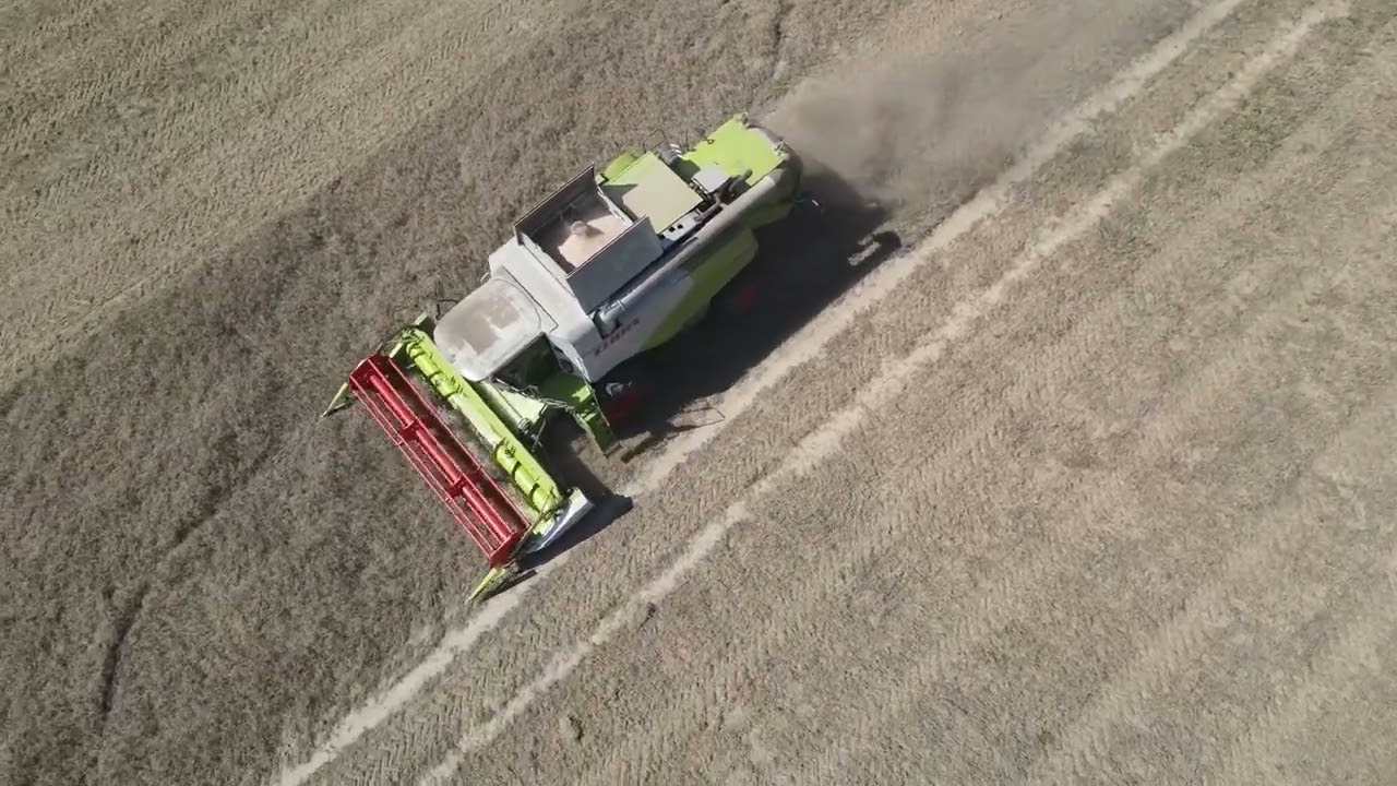 Kończymy kosić groch. Aż się nie chce kosić! Plon finalny 3,9 t/ha.