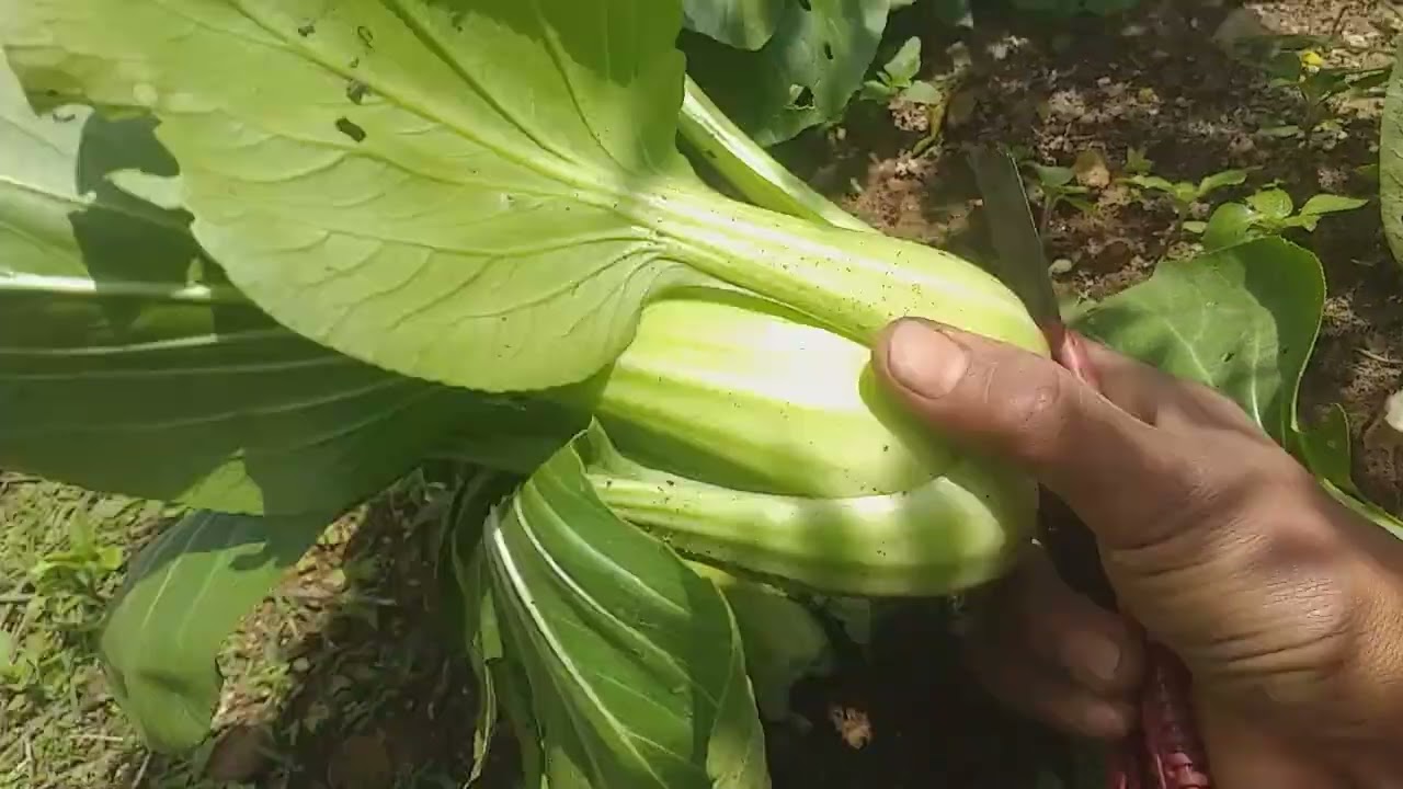 Begini proses panen sayur pakcoy