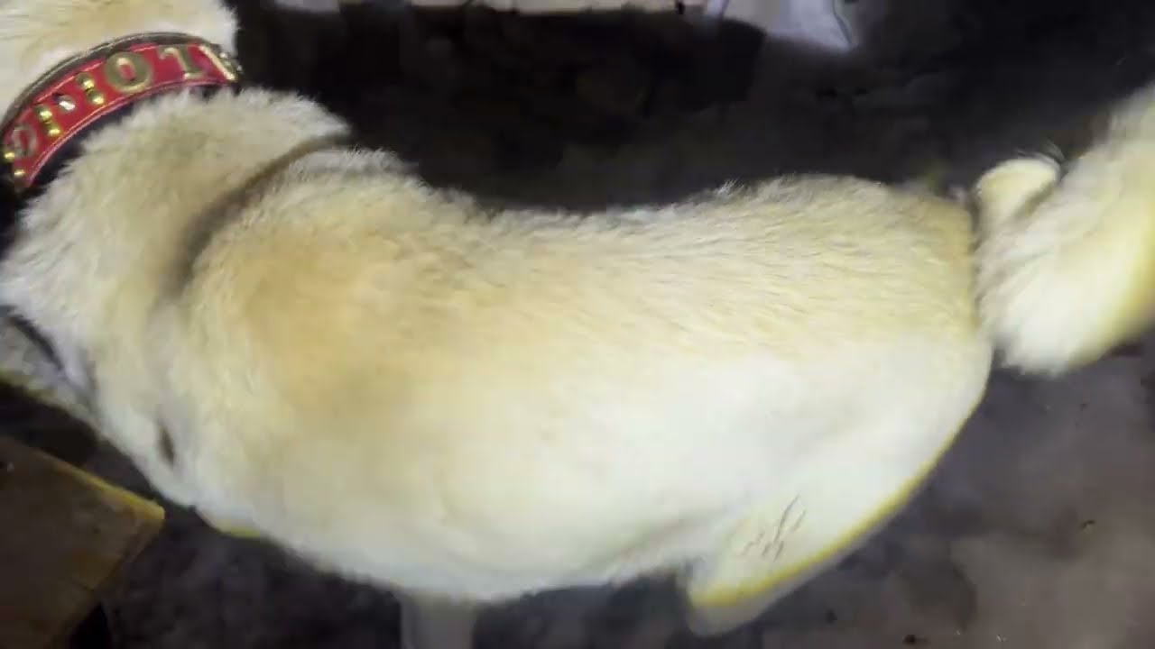 KÖPEKLERİMİN ARASINDA HİÇ İSTEMEDİĞİMİZ BİR OLAY YAŞANDI ÇOK FENA KAVGA ÇIKTI 