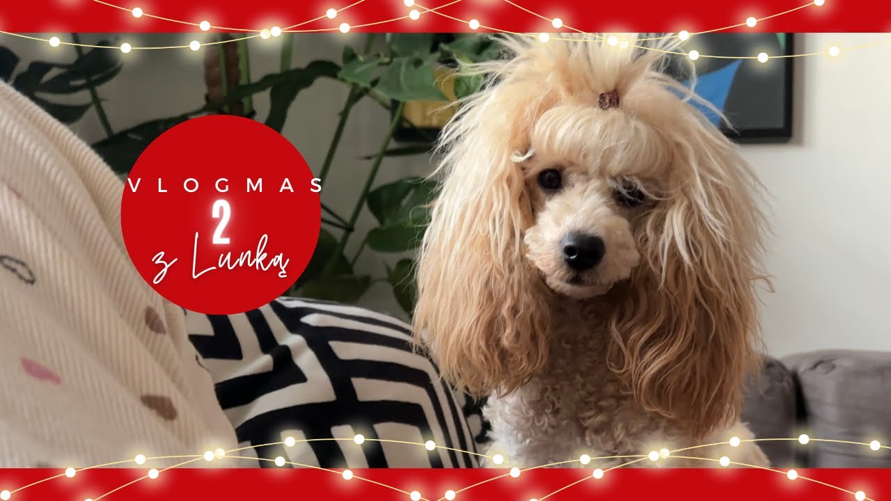 CODZIENNOŚĆ  Z PIESKIEM 🐶 | VLOGMAS 2  🌟