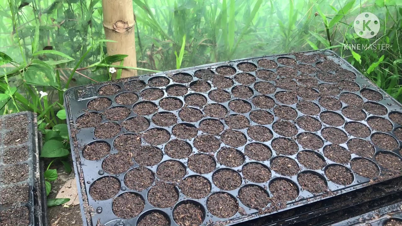 Pag sterilize sa soil ng seedling trays at good potting medium mix.