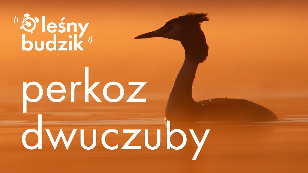Leśny budzik - perkoz dwuczuby