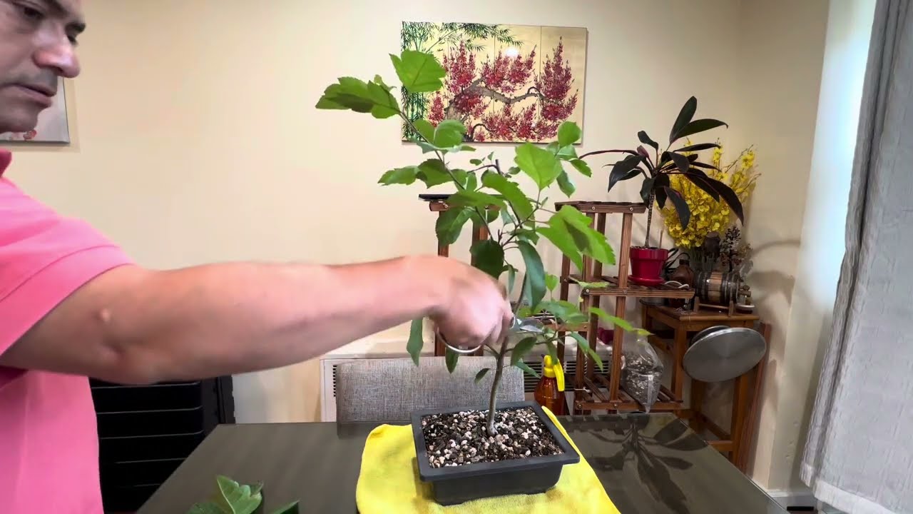 Pruning 2 Apple Trees, growing from seed #Bonsai