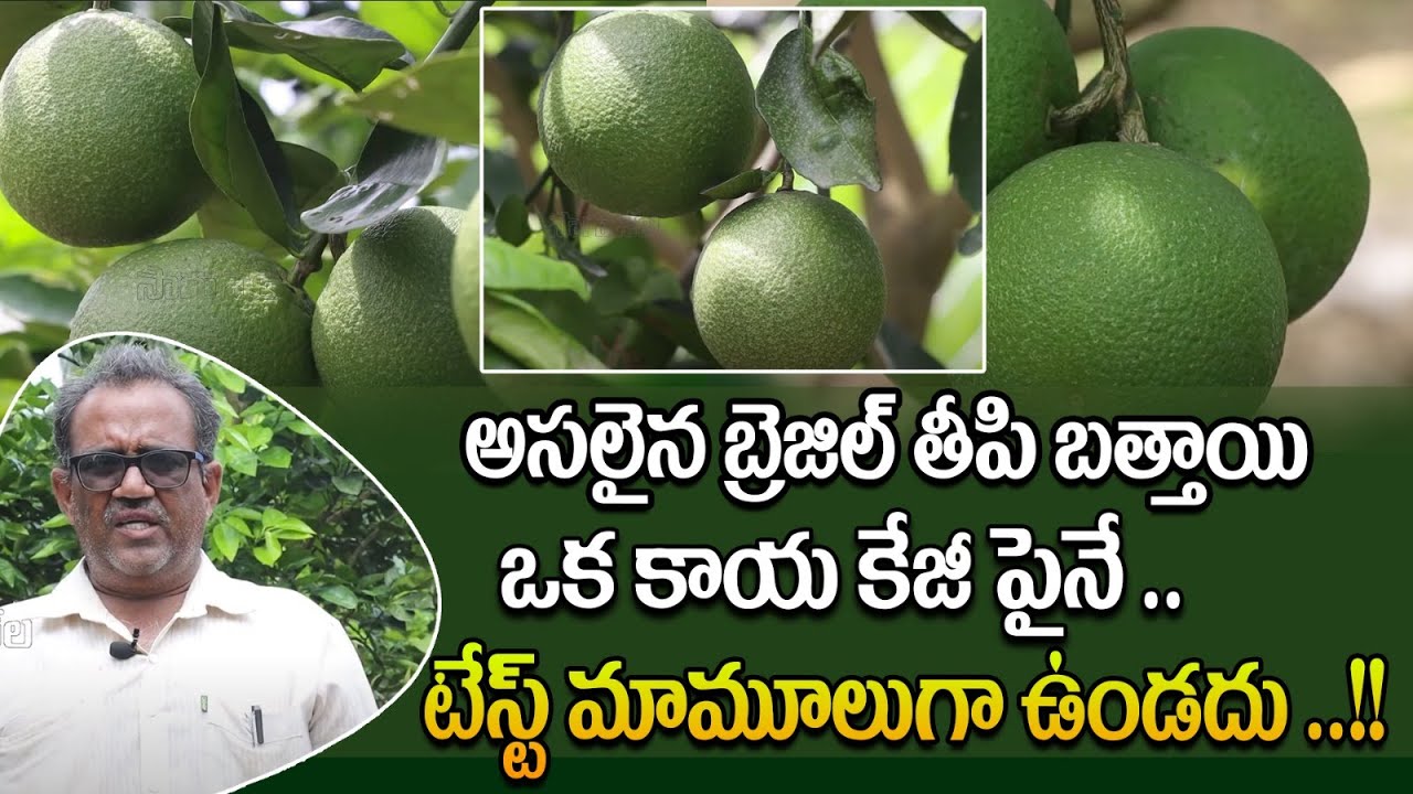బ్రెజిల్ తీపి బత్తాయి | Brazilian Sweet Orange Cultivation | Citrus Farming | Crop | Saagu Nela