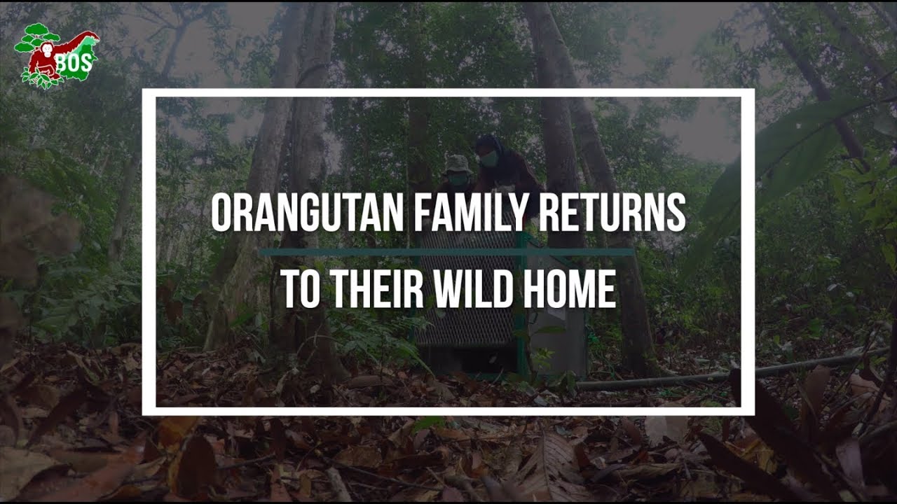 Orangutan Family Returns to their Wild Home