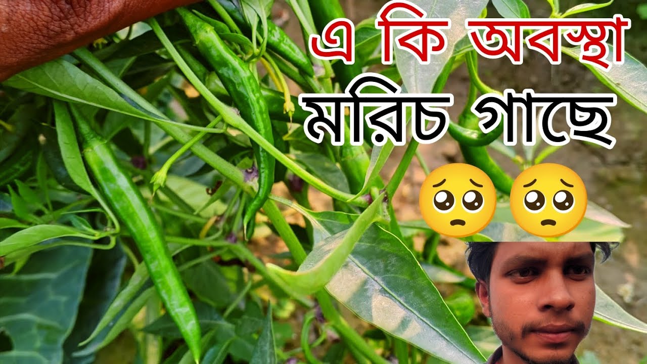 মরিচ গাছে কোকরা লাগা রোগ || Chilli powdery mildew disease ||Nirjon Working 