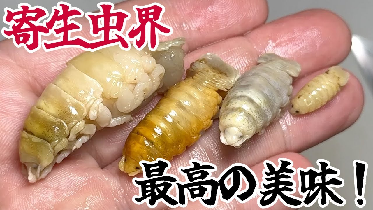 寄生虫界最高の美味、あつめてご飯と食べてみた！