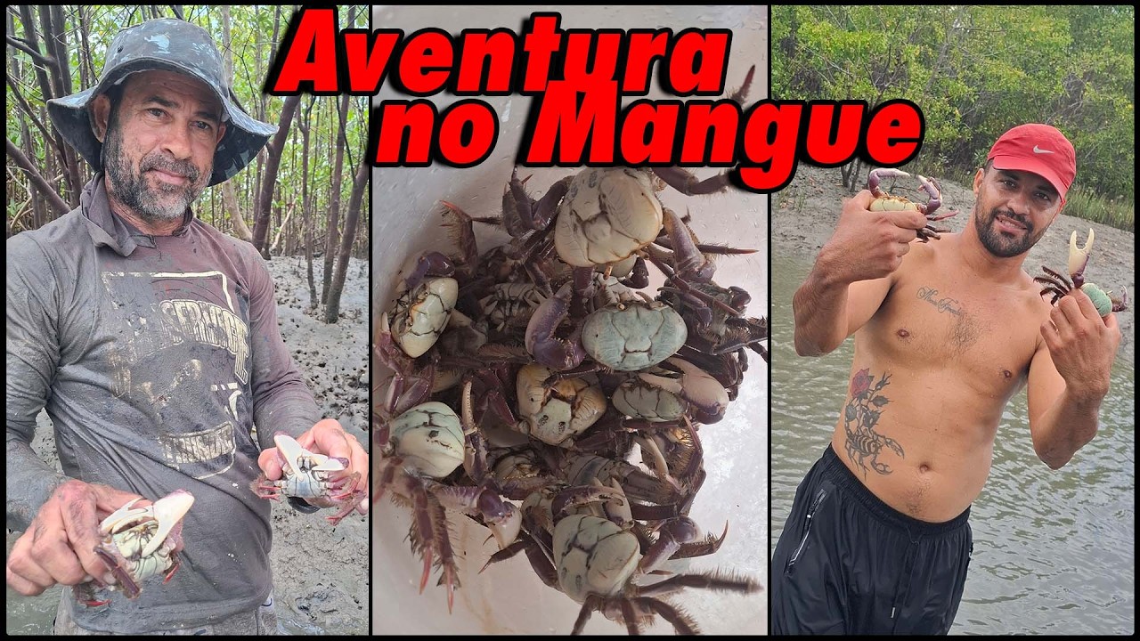 Aventura na captura de caranguejos no mangue