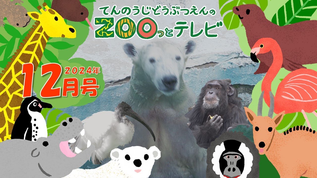 第30回てんのうじどうぶつえんのZOOっとテレビ ｜ 公式HPでプレゼント企画実施中！ 天王寺動物園｜2024年12月号