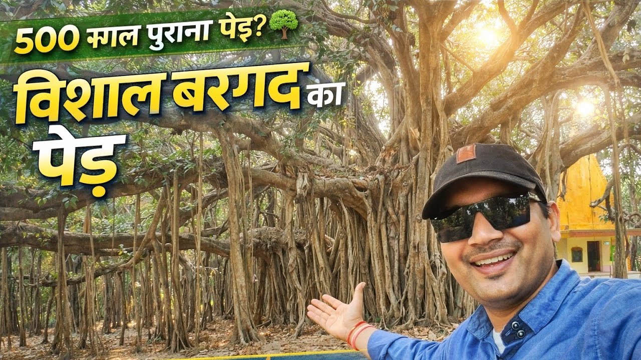 बहुत विशाल और पुराना वट वृक्ष | चंद्रिका देवी मंदिर बख्शी का तालाब लखनऊ 🌳(Ancient Banyan Tree)