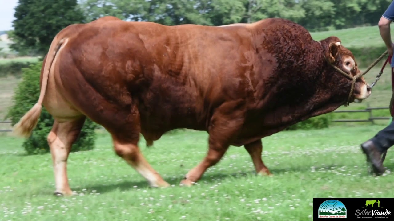 Vente Reproducteurs Limousins