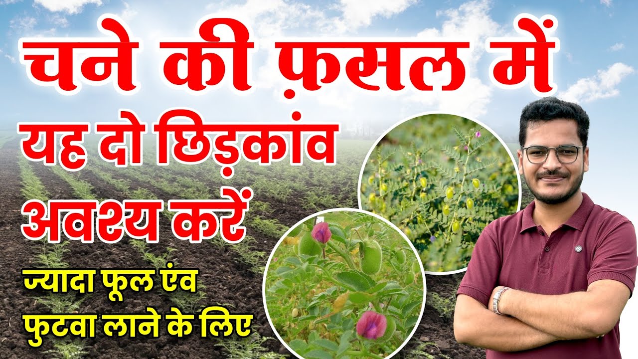 चने की फ़सल में यह दो छिड़कांव अवश्य करें | Chane ki Fasal Main yah Chindkaav Avashy Karen