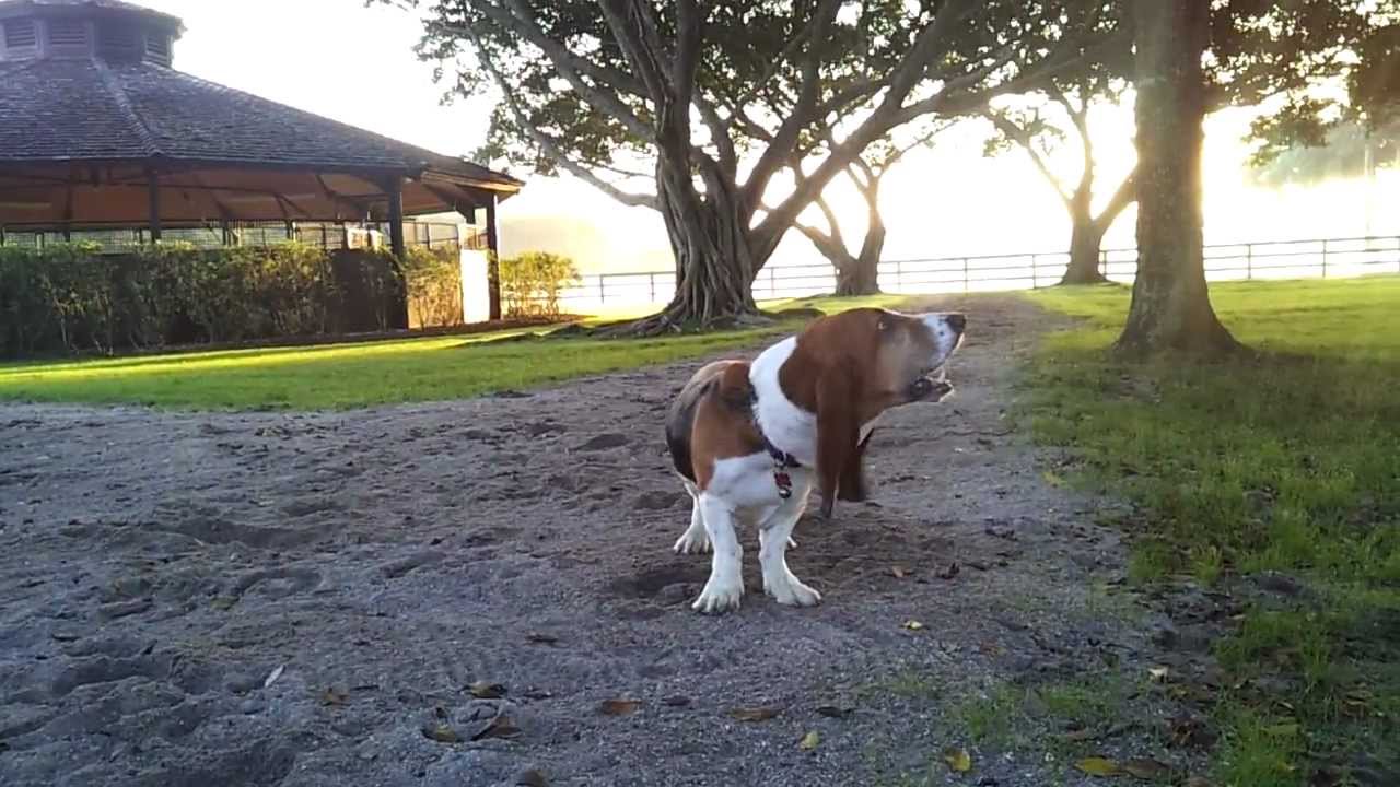 Basset Hound goes crazy
