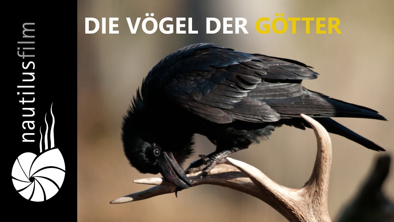 G&ouml;tterv&ouml;gel - Galgenv&ouml;gel | Naturdokumentation | Jan Haft